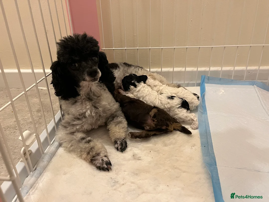 Toy Poodle dogs for sale: Outstanding Miniature Poodle Puppies  - Advert 3
