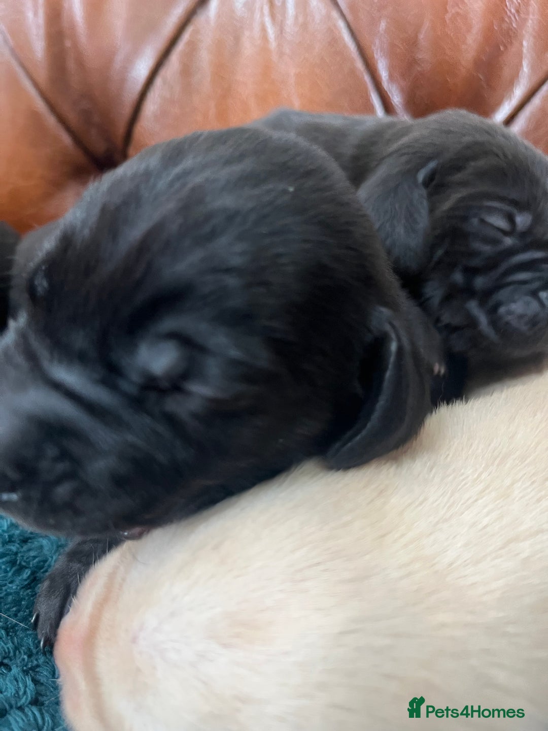 Mixed Breed dogs for sale: 6/9 F2 Weimador / Labmaraner  - Advert 11