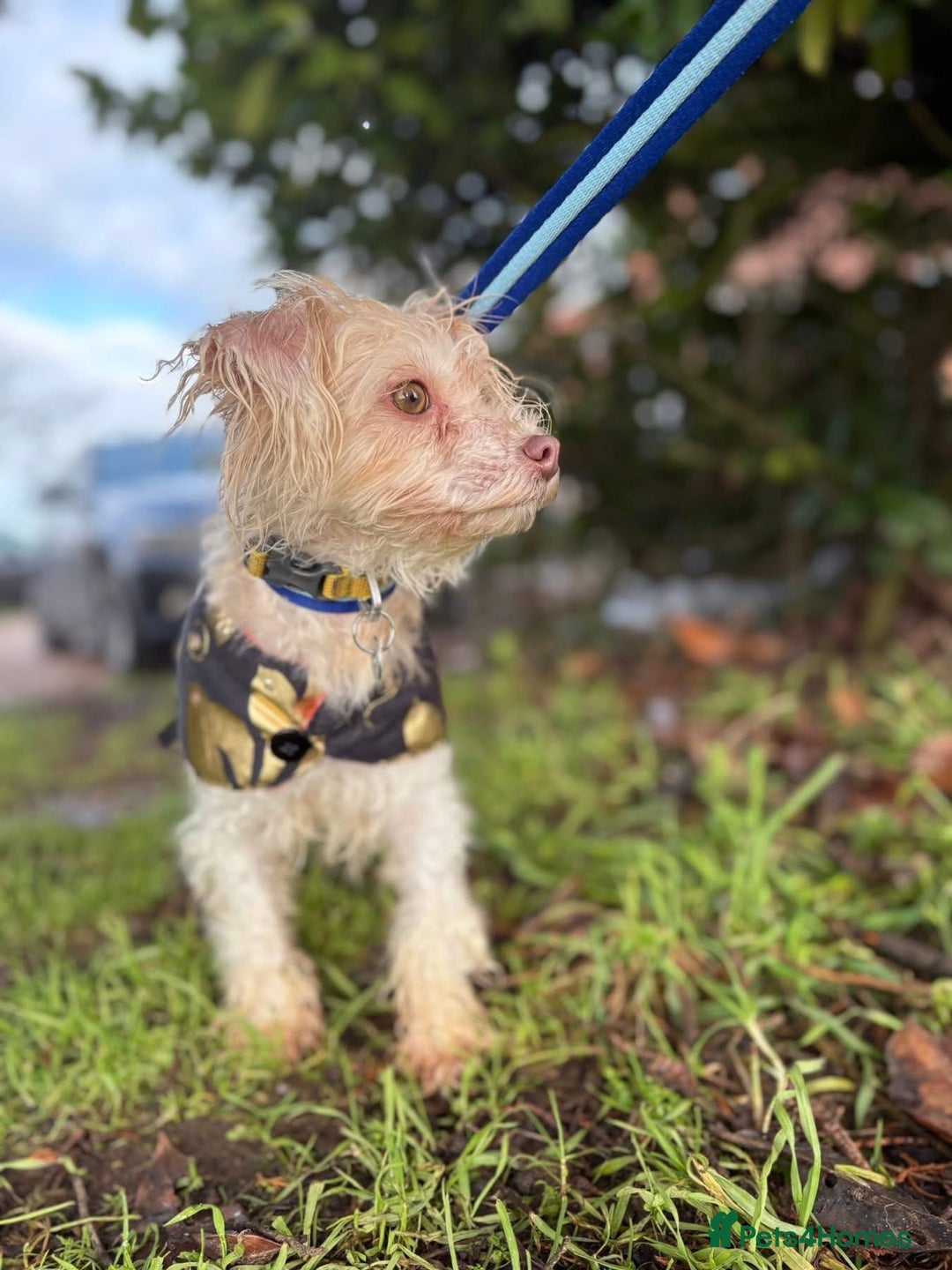 Mixed Breed dogs for adoption: Emerald - Hingham Norfolk  - Advert 12