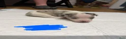Jack Russell dogs for sale: Gorgeous Jack Russell Puppies – 2 Boys & 3 Girls  in Kirkcaldy - Advert 8