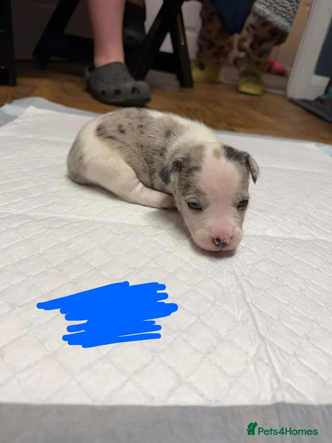 Jack Russell dogs for sale: Gorgeous Jack Russell Puppies – 2 Boys & 3 Girls  in Kirkcaldy - Advert 8