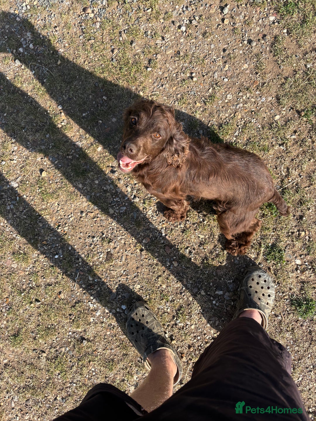 Cocker Spaniel dogs for sale: Working cocker spaniel  - Image 7