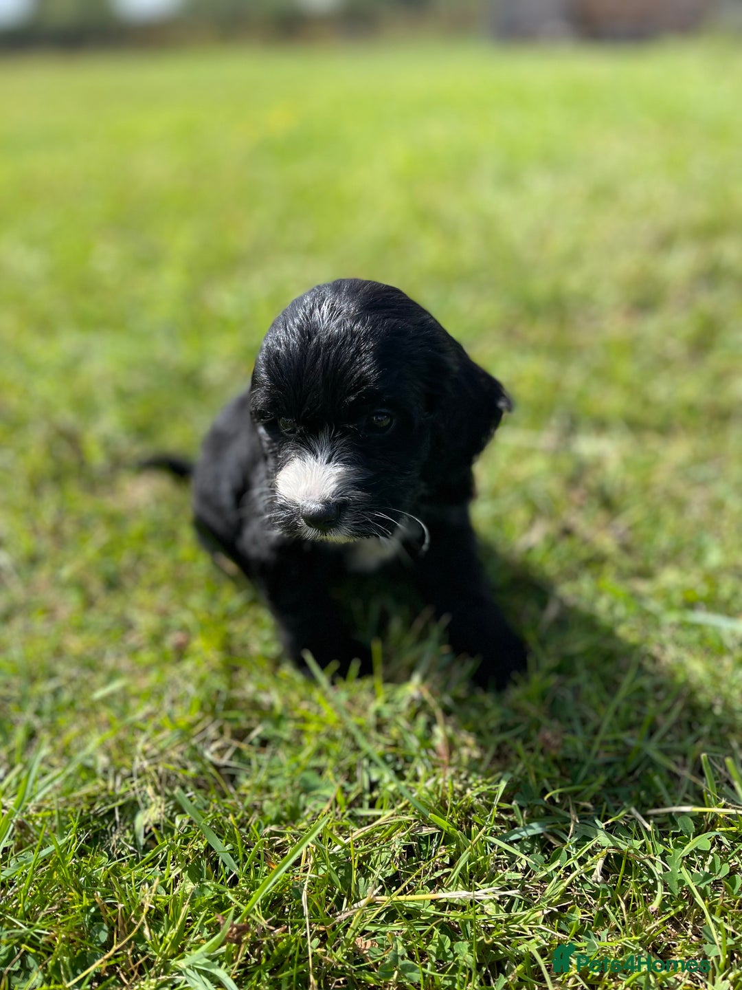 Cockapoo dogs for sale: F1 cockapoos - Image 16