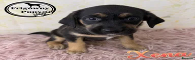 Xena