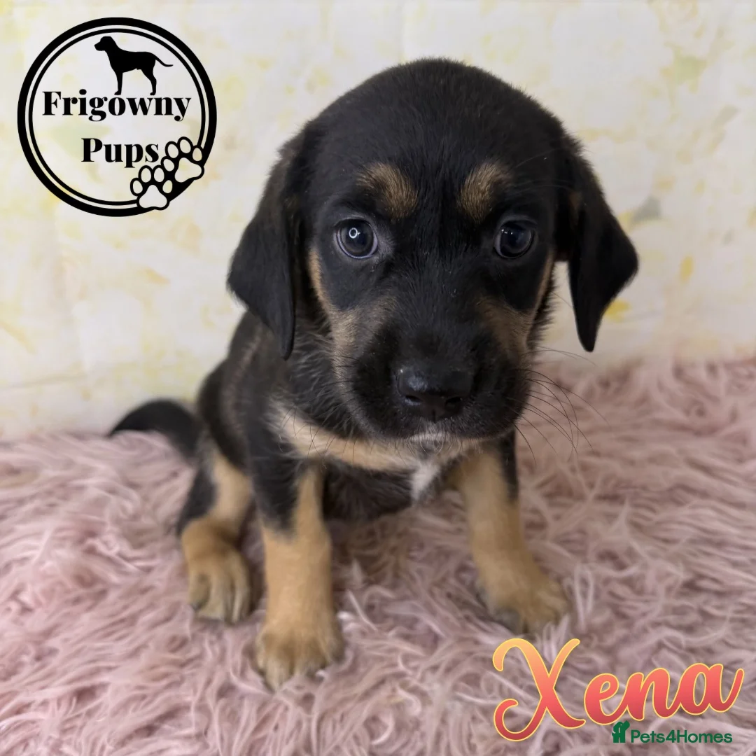 Labrador Retriever dogs for sale: Mismarked Labrador Puppies  - Advert 2