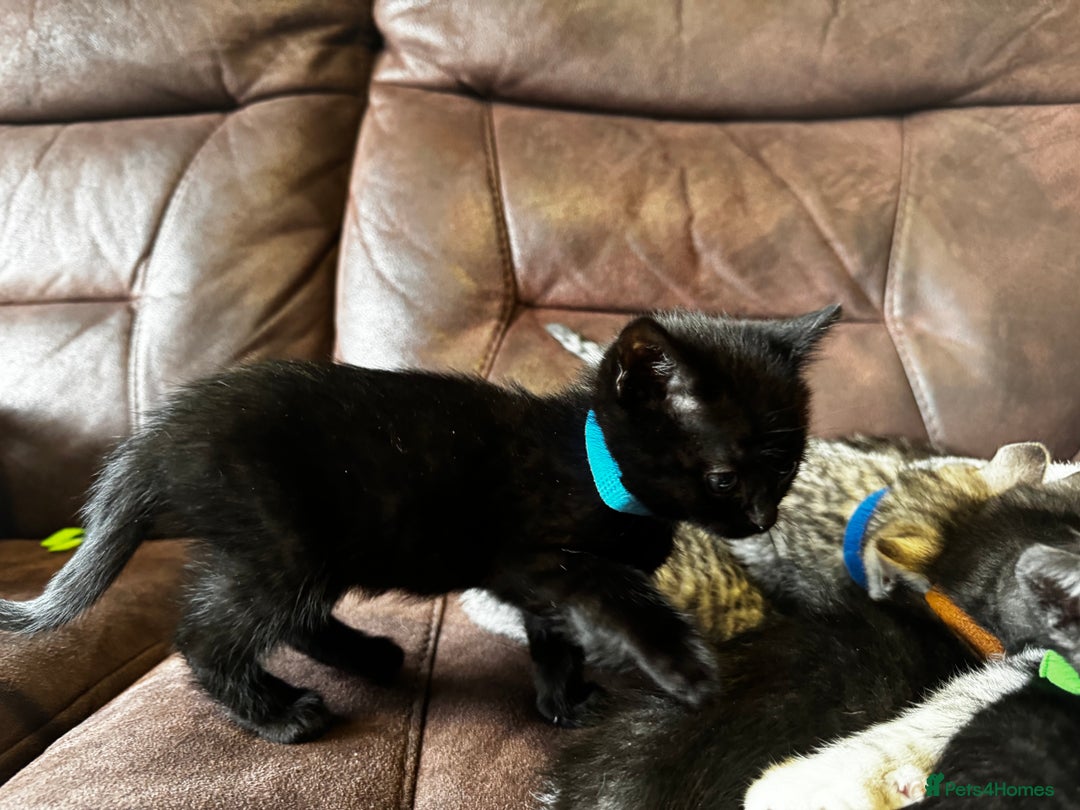 British Shorthair cats for sale: Gorgeous British Shorthair Kittens   - Image 37