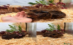 Guinea Pig rodents for sale: ✨Baby Guinea Pigs Available Girls ✨💗 - Image 3