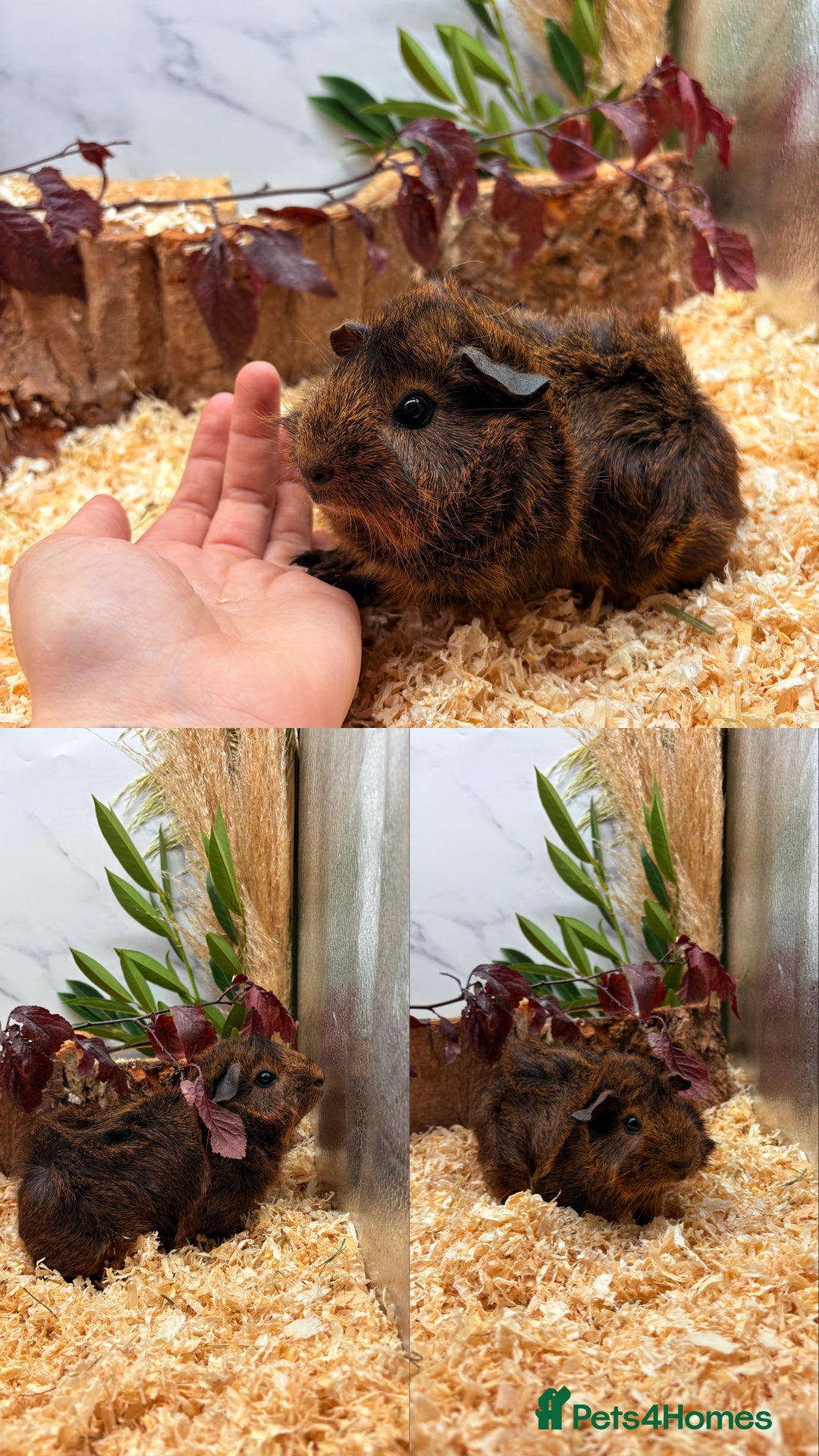 Guinea Pig rodents for sale: ✨Baby Guinea Pigs Available Girls ✨💗 - Image 3