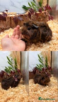 Guinea Pig rodents - Advert 7
