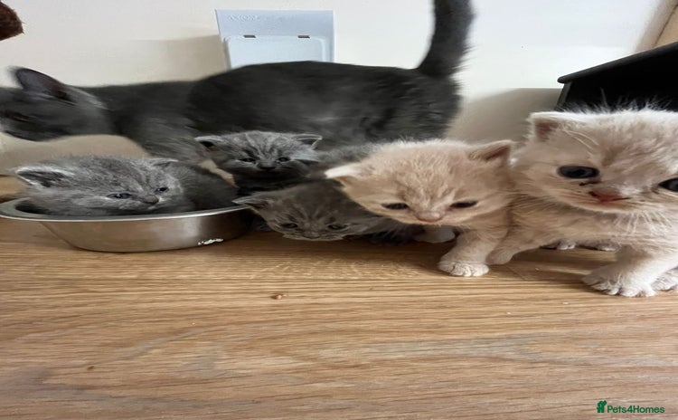 British Shorthair cats - Advert 1