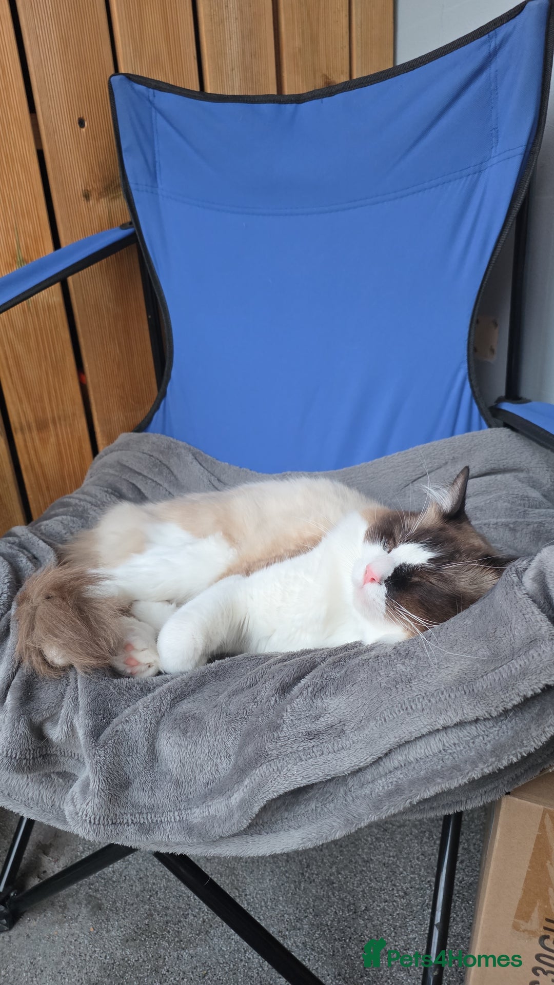 Mixed Breed cats for sale: My 3 beautiful boys - Image 4