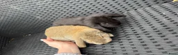 French Lop rabbits for sale: Baby bunnies - Advert 4