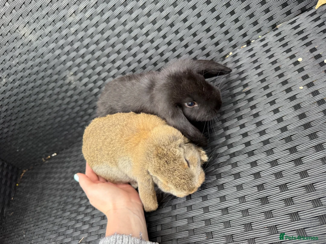 French Lop rabbits for sale: Baby bunnies - Advert 4