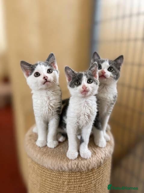 Mixed Breed cats Beautiful grey/white kittens 12 weeks - Advert 1