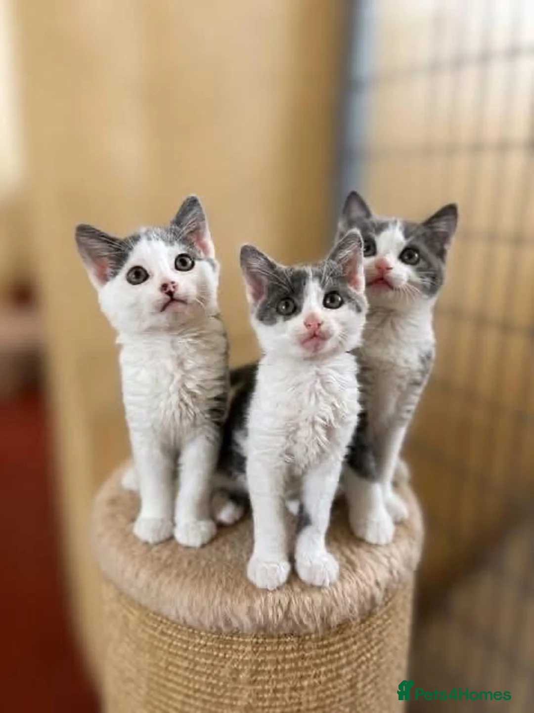 Mixed Breed cats for sale: Beautiful grey/white kittens 12 weeks - Advert 1