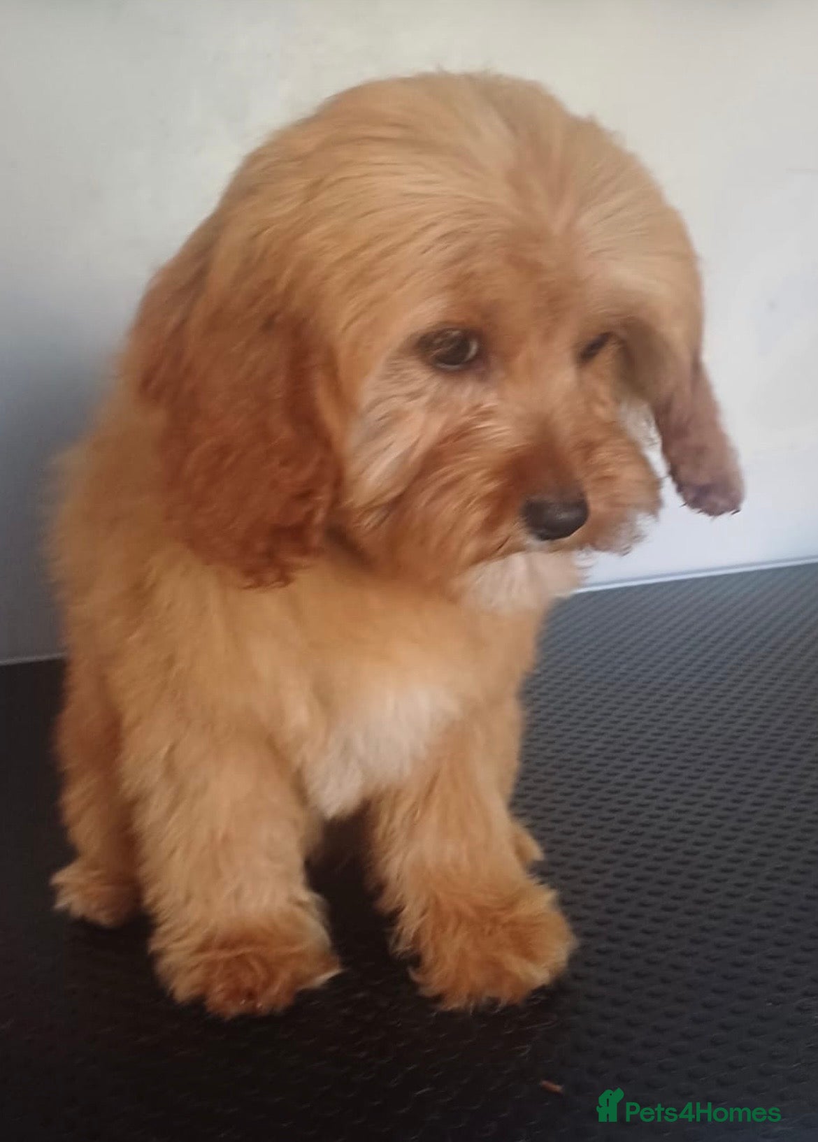 Cavapoo dogs Beautiful cava poo puppies - Advert 1