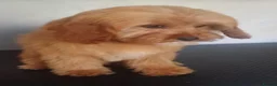 Cavapoo dogs for sale: Beautiful cava poo puppies - Advert 1