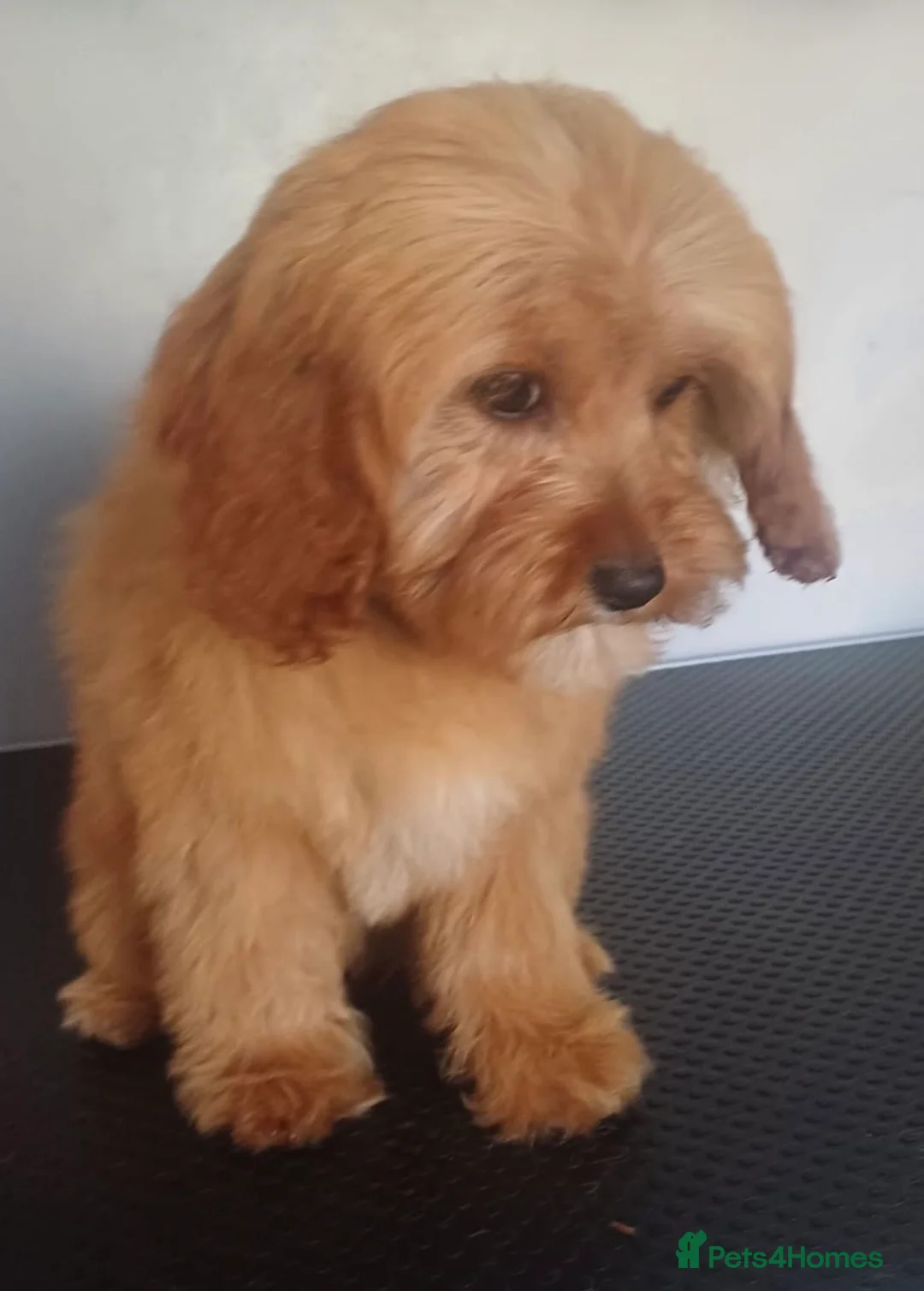 Cavapoo dogs for sale: Beautiful cava poo puppies - Advert 1