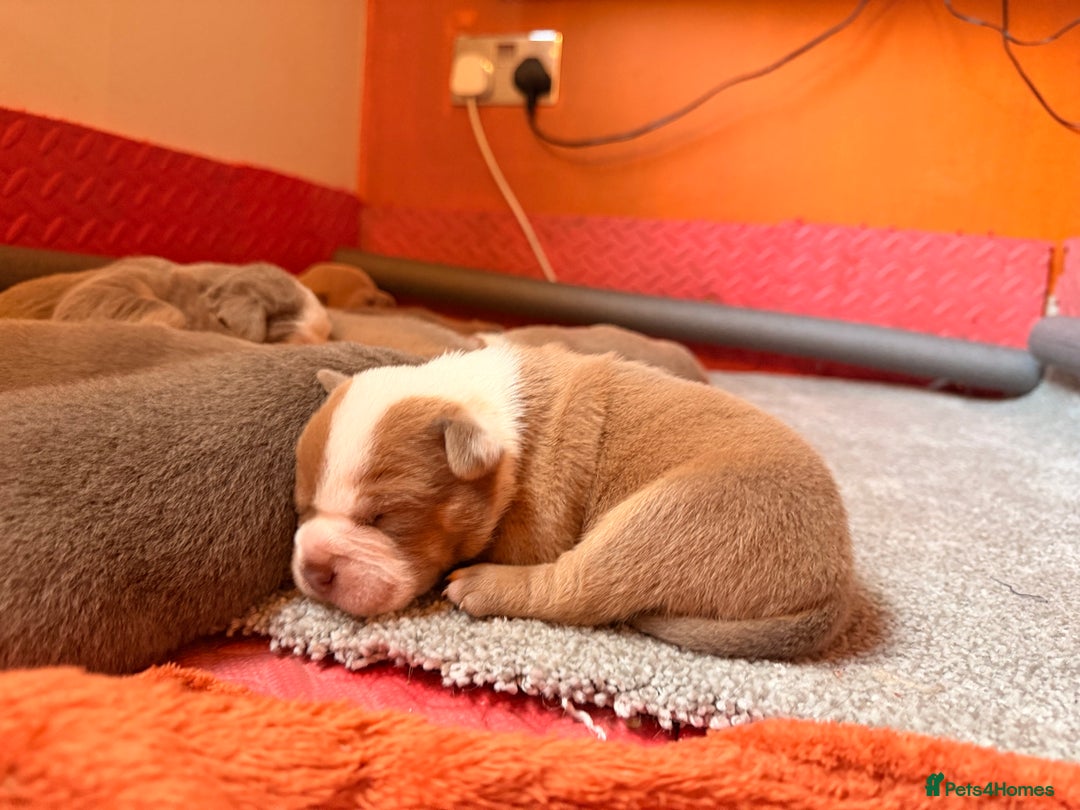 Olde English Bulldogge dogs for sale: Olde English Bulldog Puppies - Family Raised  - Advert 11