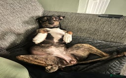 Mixed Breed dogs for sale: Beautiful 2.5 years old Daisy  - Image 8