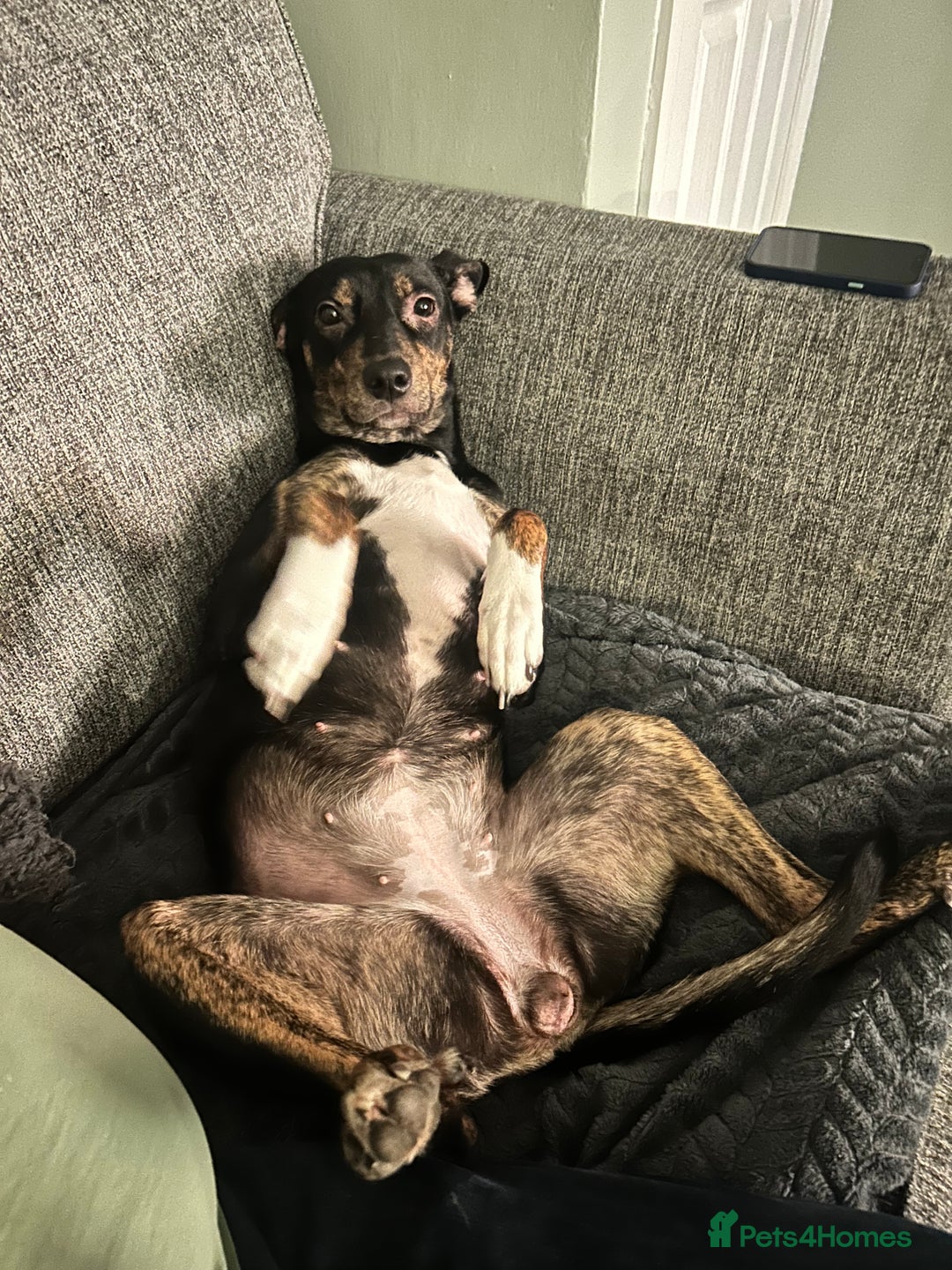 Mixed Breed dogs for sale: Beautiful 2.5 years old Daisy  - Image 8