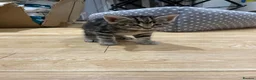Domestic Shorthair cats for sale: 4 Shorthair kittens - Advert 7