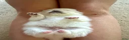 Pomeranian dogs for sale: Adorable little pom-poms looking new parents - Advert 8