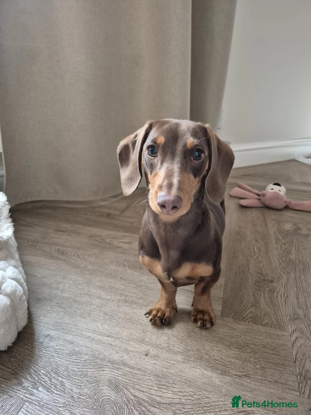 Miniature Dachshund dogs for sale: Miniature dachshund in Stafford - Advert 2