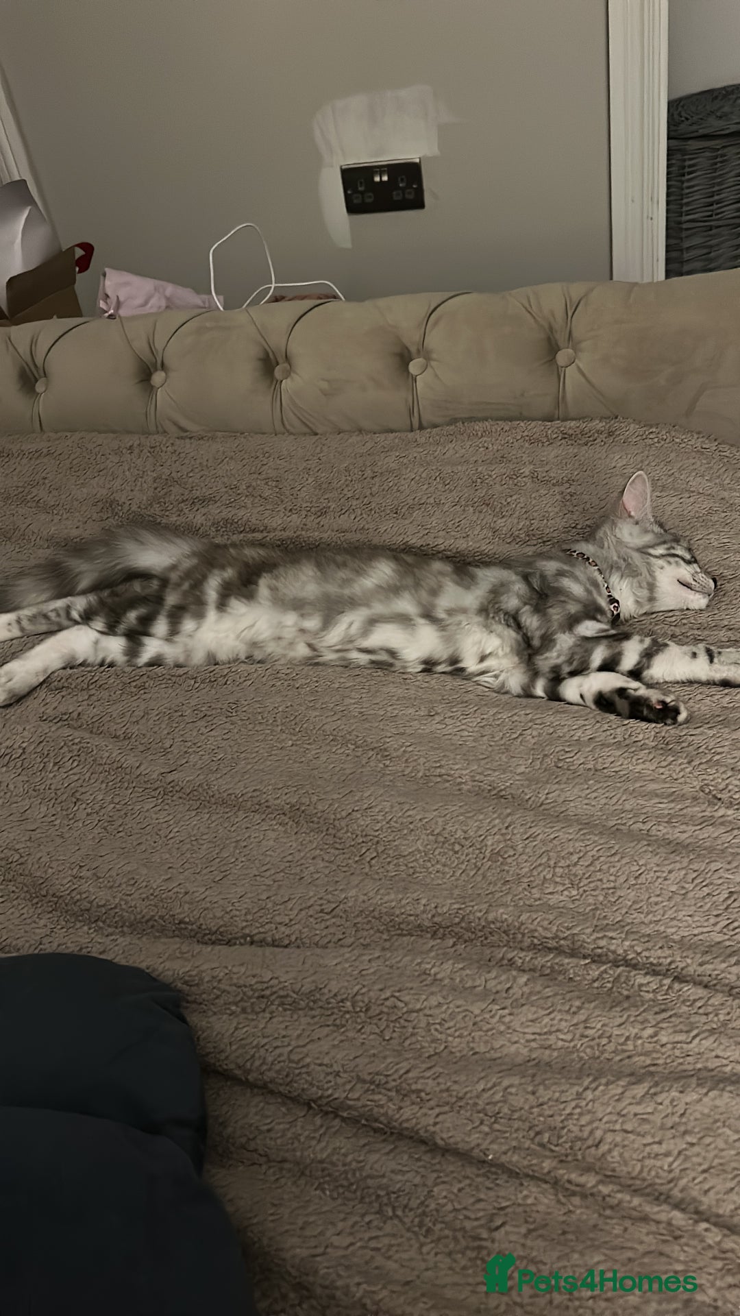 Mixed Breed cats for sale: Beautiful mixed breed girl for sale - Advert 5