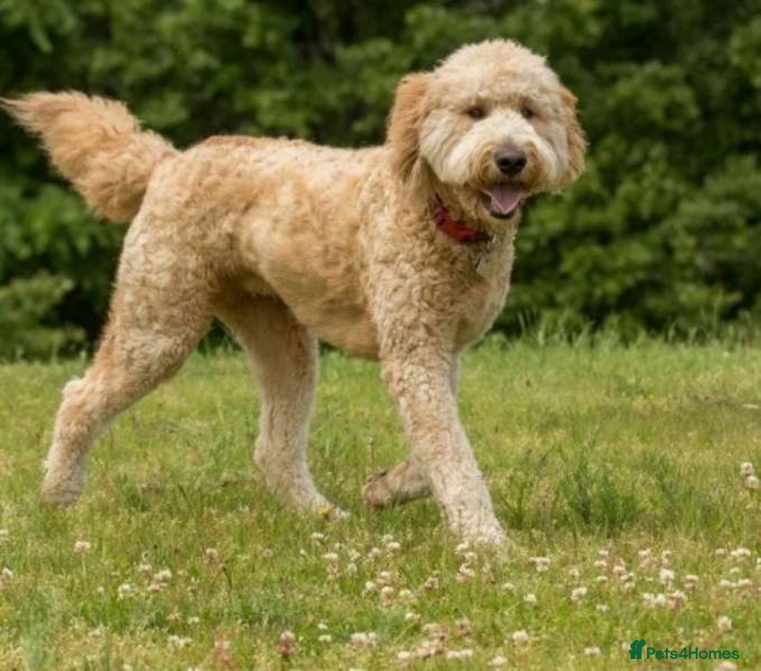 Goldendoodle dogs for sale: Golden Doodle litter  - Image 3