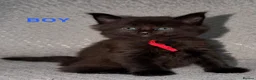 Maine Coon cats for sale: 🐾BEAUTIFUL MAINECOON KITTENS😻 3 BOYS & 2 GIRLS🐾 - Advert 32