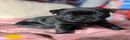 Staffordshire Bull Terrier dogs for sale: 🐾 KC  Staffordshire Bull Terrier Puppies in West Bromwich - Advert 9