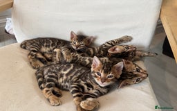 Bengal cats for sale: 💕 Adorable Rosetted bengal Kittens 💕 - Advert 1