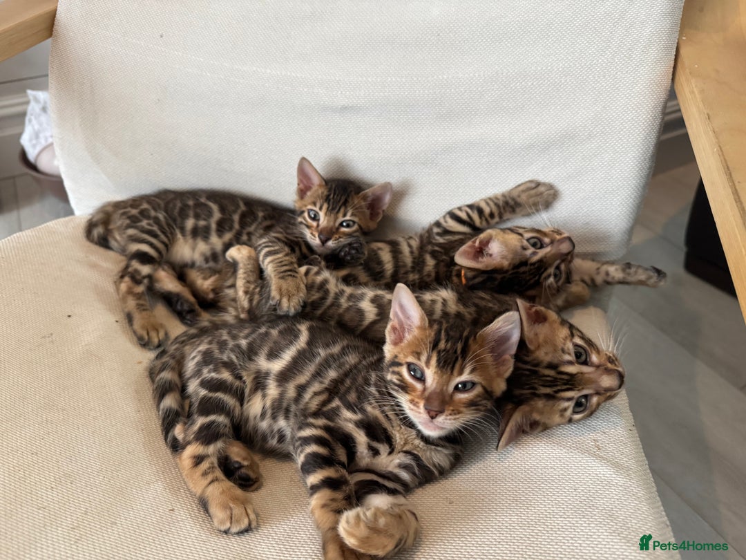 Bengal cats for sale: 💕 Adorable Rosetted bengal Kittens 💕 - Advert 1