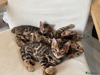 Bengal cats - Advert 6