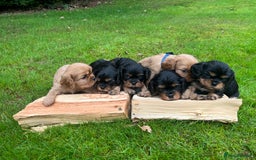 Cavalier King Charles Spaniel dogs for sale: KC reg Cavalier Puppies - Image 4