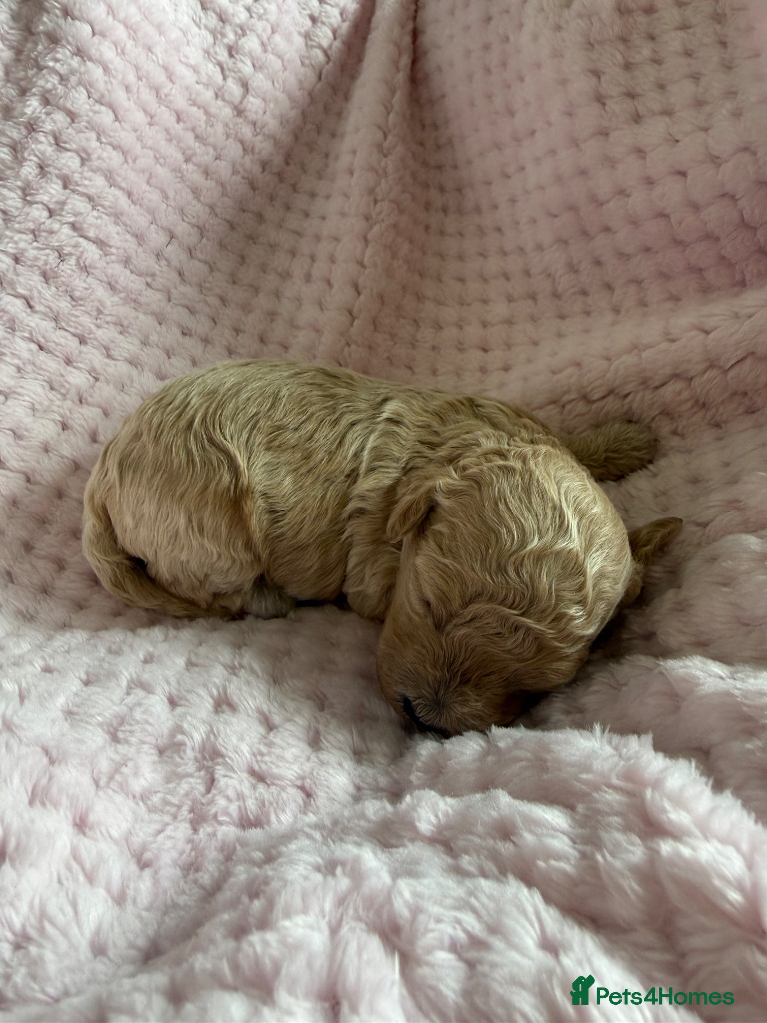 Maltipoo dogs for sale: Champagne F1 Maltipoo Puppies  in Chelmsford - Advert 8