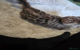 Bengal cats for sale:  1 stunning male bengal kitten  - Image 3