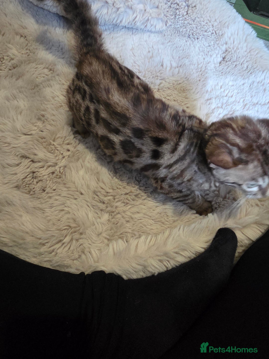 Bengal cats for sale:  1 stunning male bengal kitten  - Image 3
