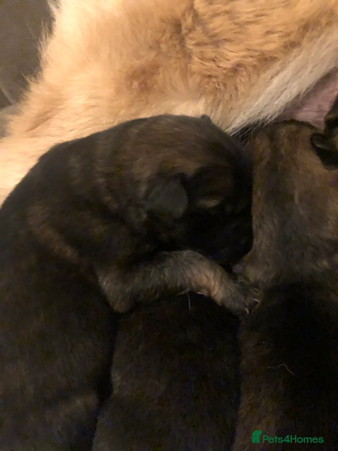 German Shepherd dogs for sale: 11 german shepherd puppies - Advert 2