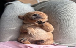 Goldador dogs for sale: Goldador puppies - Advert 13