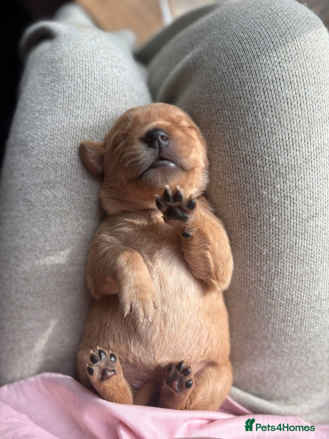 Goldador dogs for sale: Goldador puppies - Advert 13