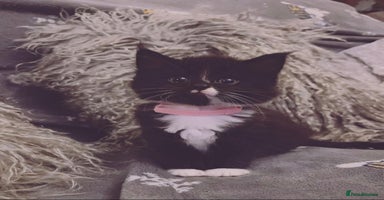 Mixed Breed cats Fluffy black and white kittens  - Advert 7