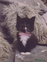 Mixed Breed cats Fluffy black and white kittens - Advert 7