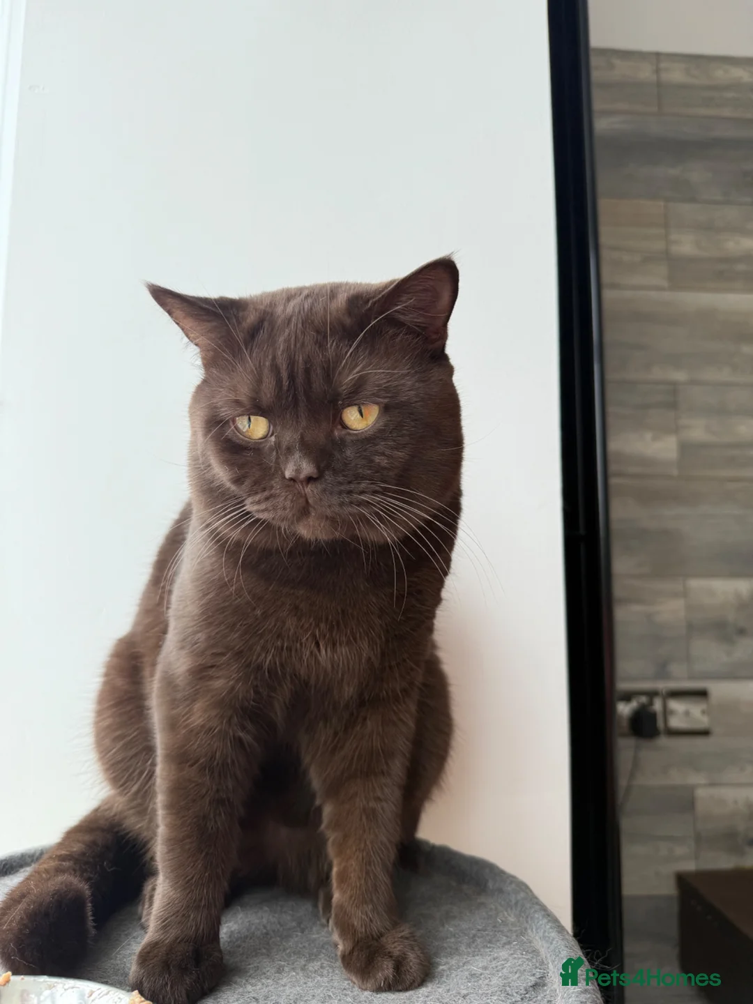 British Shorthair cats for stud: 🐾 Stud Cat Available for Mating 🐾 - Advert 2