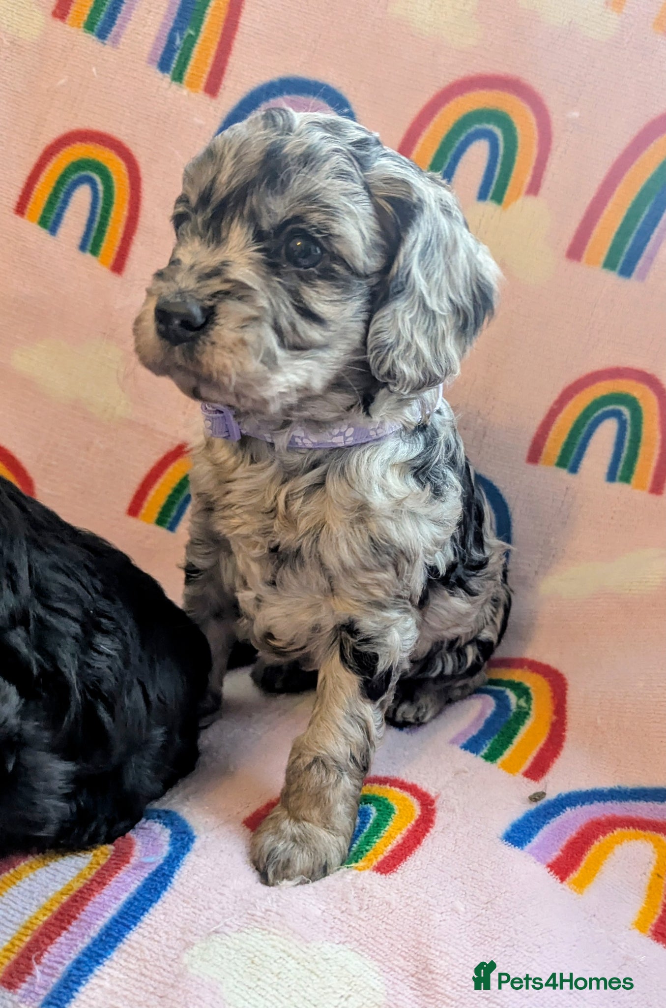 Cavapoo dogs DNA health tested Merle Cavapoos - Advert 8