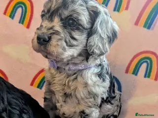 Cavapoo dogs DNA health tested Merle Cavapoos - Advert 8