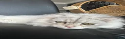 Scottish Fold cats for sale: Scottish Straight ears Kittens available  - Advert 3