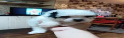 Bichon Frise dogs for sale: Bischon frize - Advert 6