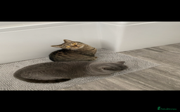 British Shorthair cats for sale: Mowgli and Millie - Image 2